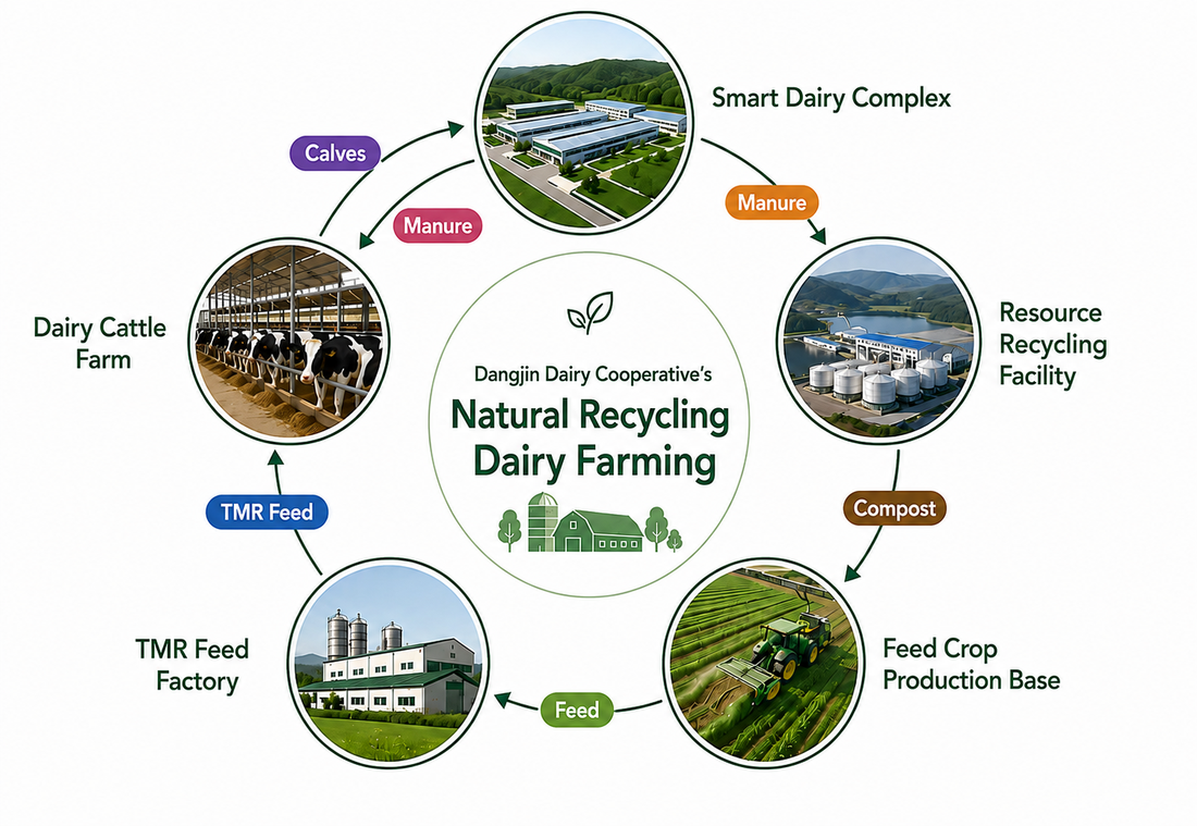 A nutrient-cycling agriculture diagram: the smart dairy complex, shared resource-recovery facility, forage production base, TMR plant, and heifer farm form a circle connected by replacement heifers, manure, compost, forage, and TMR.